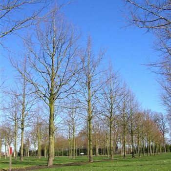 TIPA_Sol_baum_6xv_300-400x50-60x500-700c_R-47_30_03_09_jh_28634.jpg