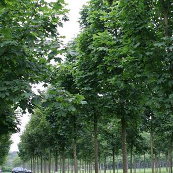 APCO_Sol_baum_5xv_100-150x35-40x500-700_R_BRE103_20_06_07_18538.jpg