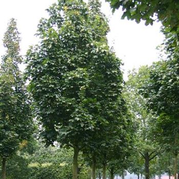 APCO_Sol_baum_6xv_150-200x45-50x700-900_R_HA10-11_28_09_04_33269.jpg