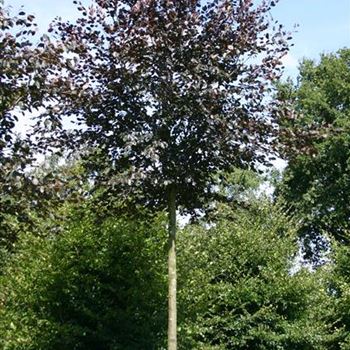 FSPUS_Sol_baum_6xv_200-300x30-35x500-700_STH250_G_HAF115_24_08_05_3448.jpg
