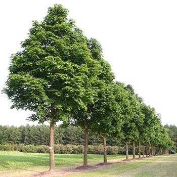 APCO_Sol_baum_7xv_400+x70-80x700-900_R_BO358_16_06_05_1794.jpg