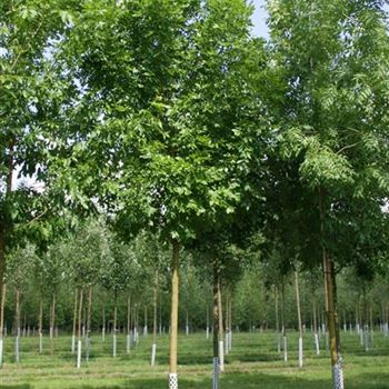FAMI_Sol_baum_5xv_200-300x25-30x500-700_G_KIR1000_2_17_06_08_24196.jpg