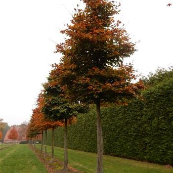 FSPUS_Sol_Baum_6xv_200-300x40-45x500-700_G-810_05_11_15_kd_40984.JPG