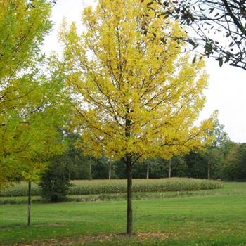 FAMI_Sol_baum_6xv_-400x45-50x700-900_G_WI271_24_09_09_31081.jpg