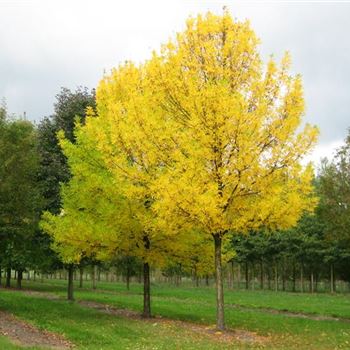 FAMI_Sol_baum_6xv_-400x50-60x700-900_2_G_WI271_24_09_09_31080.jpg