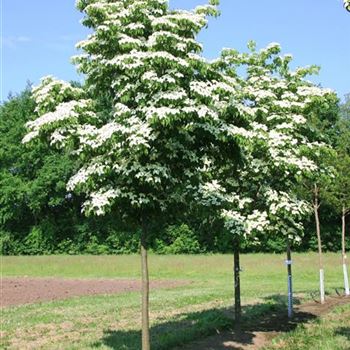 CKO_Sol_baum_STU25-30_Bluete_R_GE-HM_01_06_07_18211.jpg