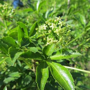 ASI_Blatt_Bluetendetail_06-06-14_ahl.JPG