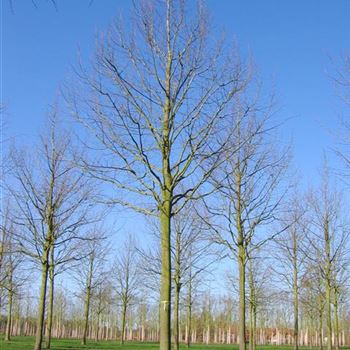 TIPA_Sol_baum_6xv_300-400x50-60x500-700a_R-47_30_03_09_jh_28632.jpg