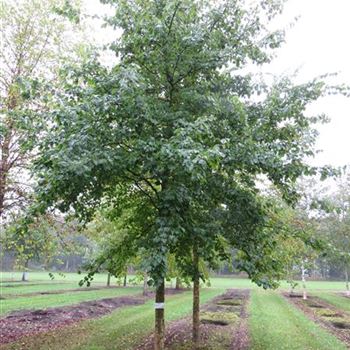 ABUE_Sol_baum_5xv_200-300x35-40x500-700_R-1089_02_10_14_kd_39455.JPG