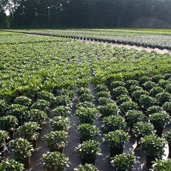 Rhod_Hybriden_in_Sorten_2xv_Hoe30-40_Co_5ltr__COIII_26_06_05_2699.jpg