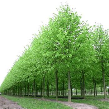 TIPA_Sol_baum_6xv_300-400x50-60x500-700_R_WE553_04_05_04_1764.jpg