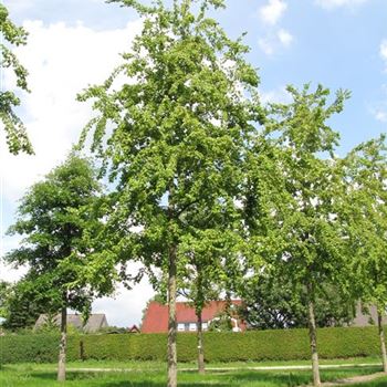 ABUE_Sol_baum_5xv_200-300x35-40x500-700_R-372_12_08_10_jh_35075.jpg