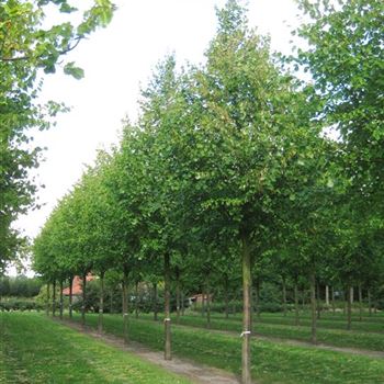 TIPA_Sol_baum_6xv_300-400x40-45x700-900_R_x_R_Thomssen_14_09_09_30860.jpg