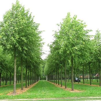 TIPA_Sol_baum_7xv_300-400x60-70x700-900_STHca_400_2_R_STE47_11_08_09_30440.jpg