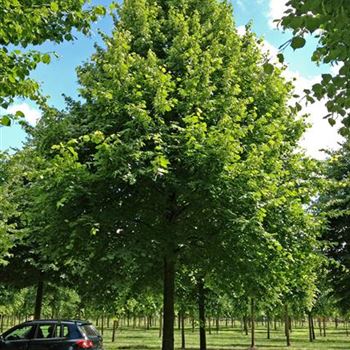 TIPA_Sol_baum_7xv_300-400x70-80x700-900_R-8_12_06_14_jh_40854.jpg