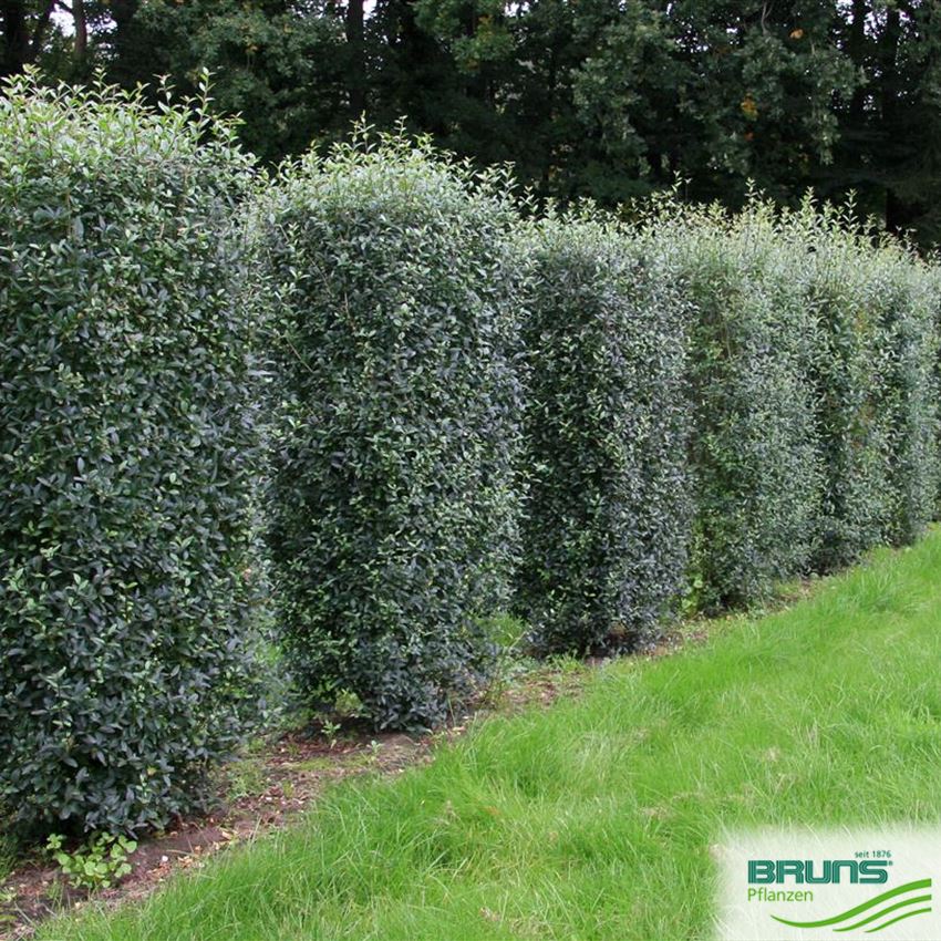 welcher liguster Ovalblttriger Liguster (Ligustrum ovalifolium) | 40-60 cm im Topf