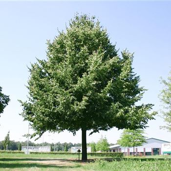 TIPA_Sol_baum_8xv_400-600x80-90x900-1200_R_ESCH900_2_09_08_04_1757.jpg