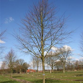 TIPA_Sol_baum_8xv_400-600x70-80x900-1200_R_GE-MA476_05_04_07_17180.jpg