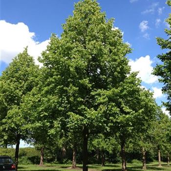 TIPA_Sol_baum_8xv_400-600x80-90x900-1200_R-1130_12_06_14_jh_40855.jpg