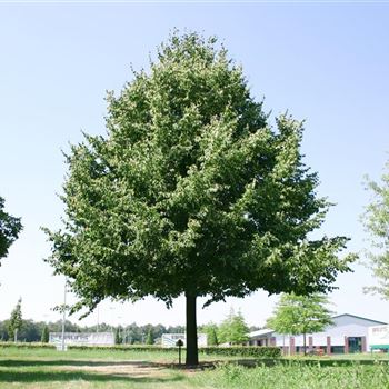 TIPA_Sol_baum_8xv_400-600x80-90x900-1200_R_ESCH900_2_09_08_04_1757.jpg
