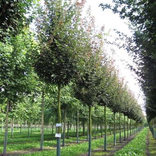 Acer campestre 'Red Shine'