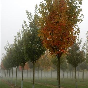 ARAR_Sol_baum_5xv_200-300x25-30x500-700_R-547_20_10_15_kd_41205.jpg