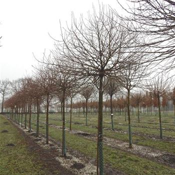 TPPA_Sol_baum_4xv_100-150x20-25_R-1099_02_04_15_kd_41891.jpg