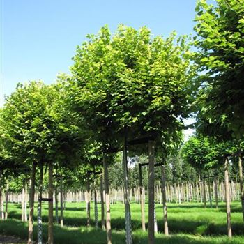 TPPA_Sol_baum_4xv_100-150x20-25_STH225b_R-1012_31_08_15_jh_41894.jpg