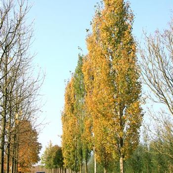 PTER_Sol_baum_5xv_100-150x50-60x700-900_G_WI_10_10_07_20563.jpg