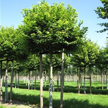 TPPA_Sol_baum_4xv_100-150x20-25_STH225a_R-1012_31_08_15_jh_41893.jpg