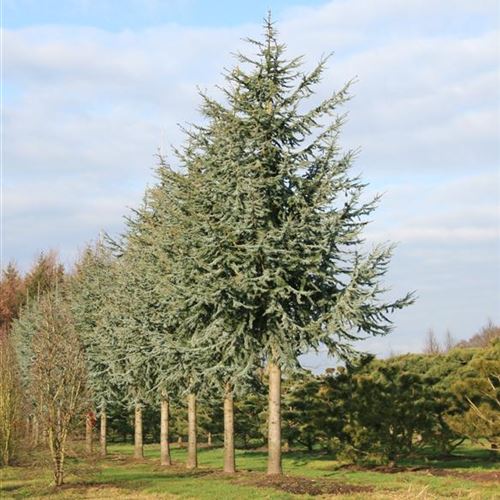 Cedrus atlantica 'Glauca'