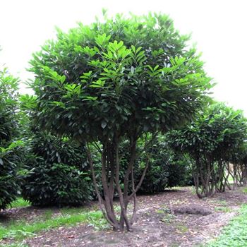 PLGR_Schirmform_6xv_200-300x300-350_O-450_06_10_10_jh_35761.jpg