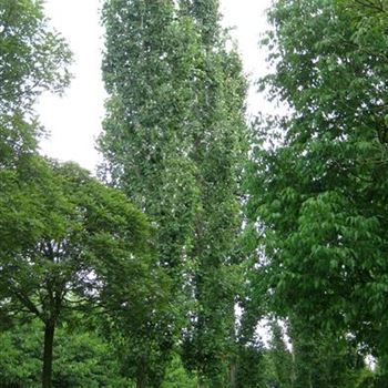 PTER_Sol_baum_6xv_-150x60-70x-900_G_371_10_08_09_30419.jpg
