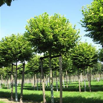 TPPA_Sol_baum_4xv_100-150x20-25_STH225_R-1012_31_08_15_jh_41892.jpg