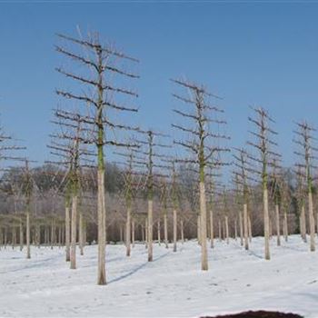 TIPA_H_Spalierform_4xv_STU25-30_R-353_09_03_10_jh_33647.jpg