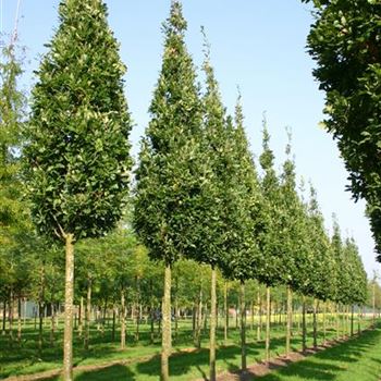 QRFKO_Sol_baum_5xv_STU25-30_R_ON1060-61_06_10_05_17787.jpg