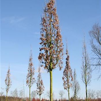 QRFKO_Sol_baum_5xv_60-100x25-30x350-400_R_2_FL1021_2_04_04_07_17014.jpg