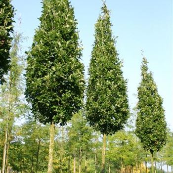 QRFKO_Sol_baum_5xv_STU25-30_R_ON1060-61_2_06_10_05_17786.jpg