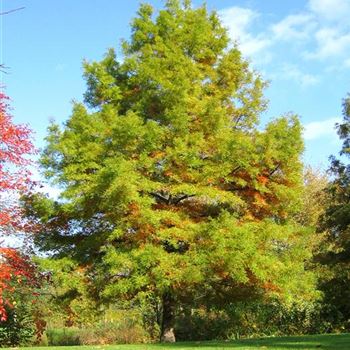 TDI_Sol_Buerogarten_Herbstlaub_17_10_08_25969.jpg