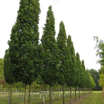 QRFKO_Sol_baum_5xv_30-35_R-1003_29_09_14_kd_39558.JPG