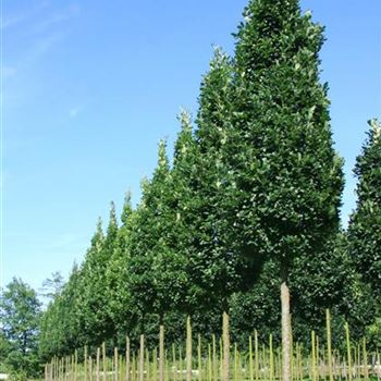 QRFKO_Sol_baum_5xv_STU30-35_R_HI-HM1031_2_31_07_08_24615.jpg