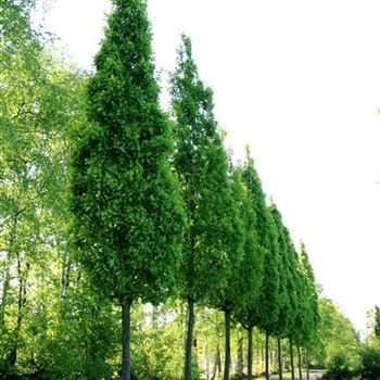 QRFKO_Sol_baum_6xv_STU35-40_R_2_Fl1021_2_02_05_07_17642.jpg