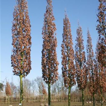 QRFKO_Sol_baum_6xv_STU40-45-50_R_SCHR1043_23_03_06_9806.jpg