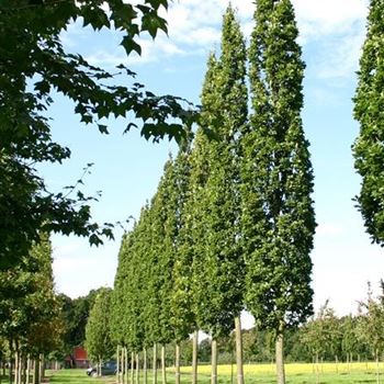 QRFKO_Sol_baum_6xv_STU40-45-50_R_SCHR1043_28_09_05_4474.jpg
