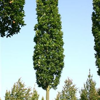 QRFKO_Sol_baum_6xv_STU40-45_R_SCHR1043_2_06_10_05_17789.jpg