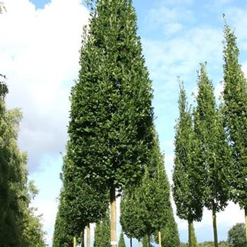 QRFKO_Sol_baum_6xv_STU45-50_R_2_FL1021_3_29_08_07_19742.jpg