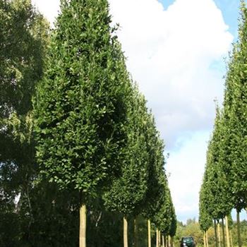 QRFKO_Sol_baum_6xv_STU45-50_R_2_FL1021_29_08_07_19743.jpg