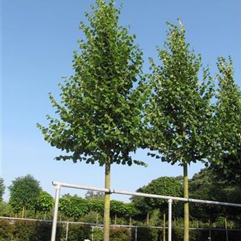 TIPA_Sol_baum_5xv_150-200x35-40x400-500_CO-II_29_07_14_jh_40853.jpg
