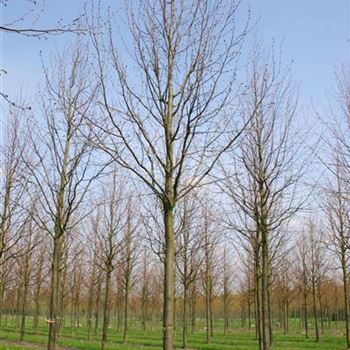 TIPA_Sol_baum_5xv_200-300x30-35x400-500_R_HOE1103_2_21_04_04_15167.jpg