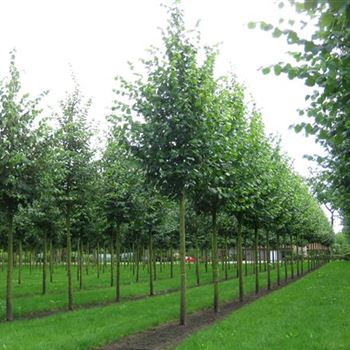 TIPA_Sol_baum_5xv_200-300x30-35x500-700_R_OEL74_20_07_09_30047.jpg
